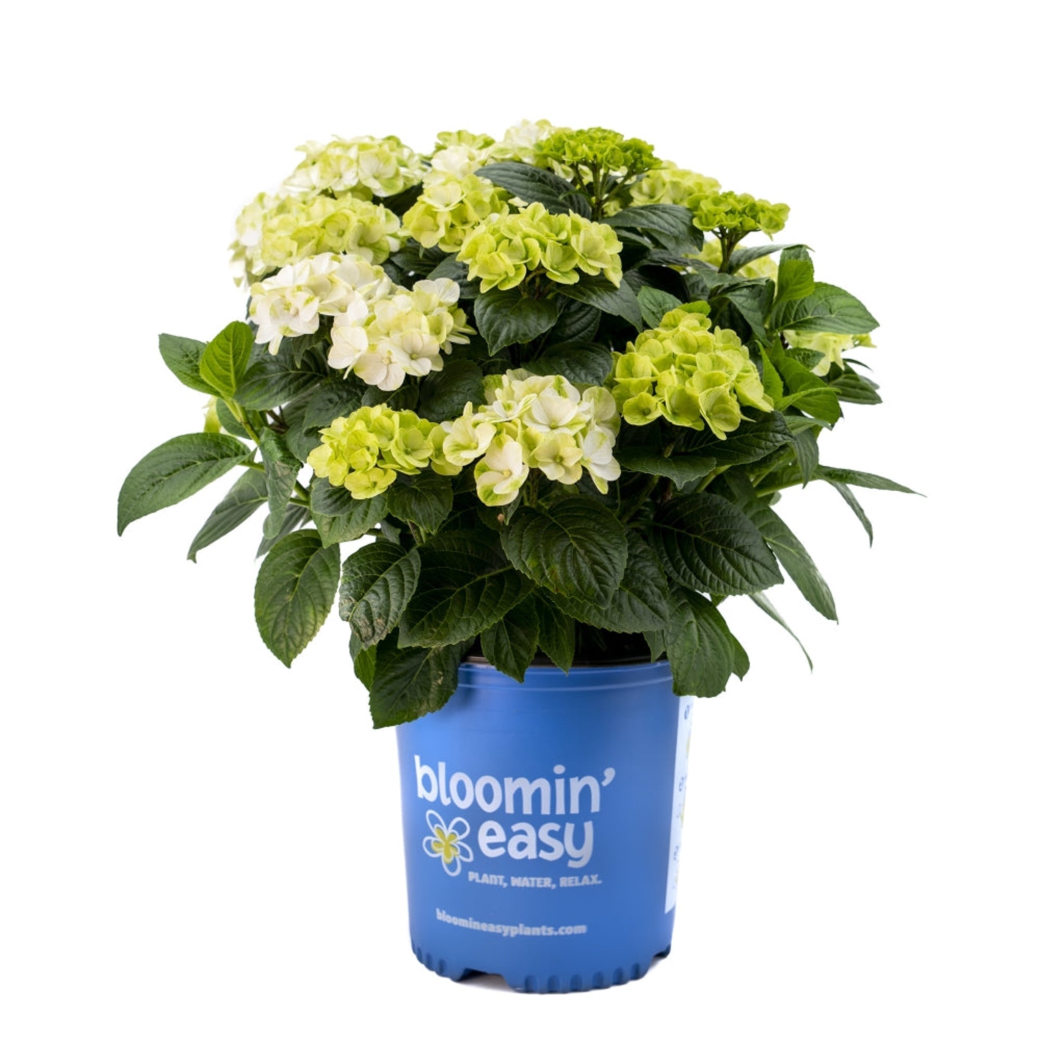 グリンアンドトニック™ 再開花アジサイ