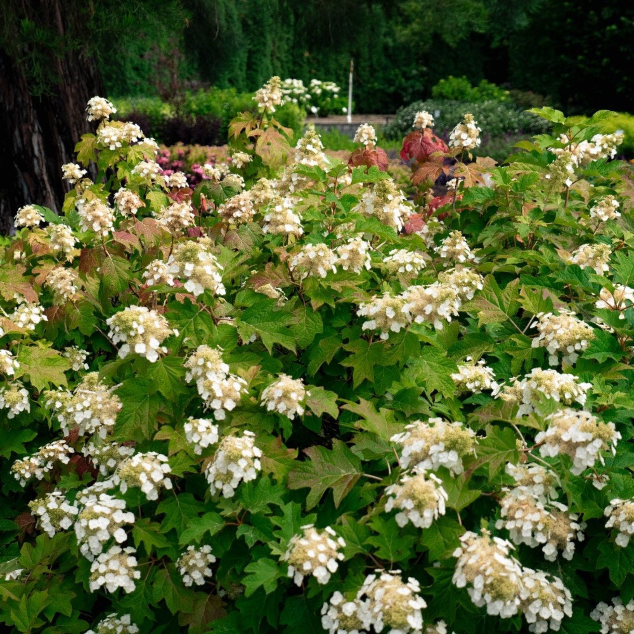 Toy Soldier™ Oakleaf Hydrangea