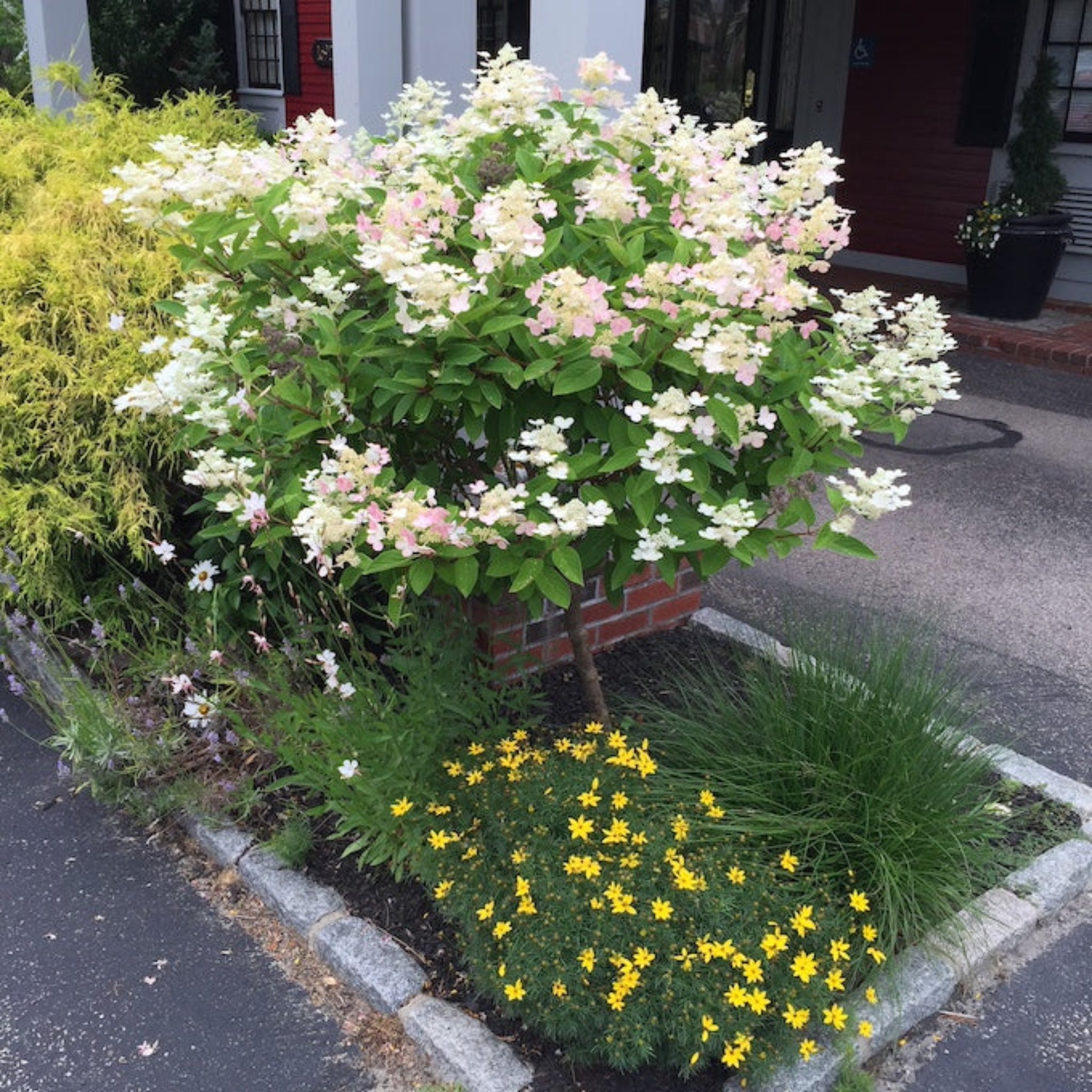 Quick Fire® Hydrangea Tree