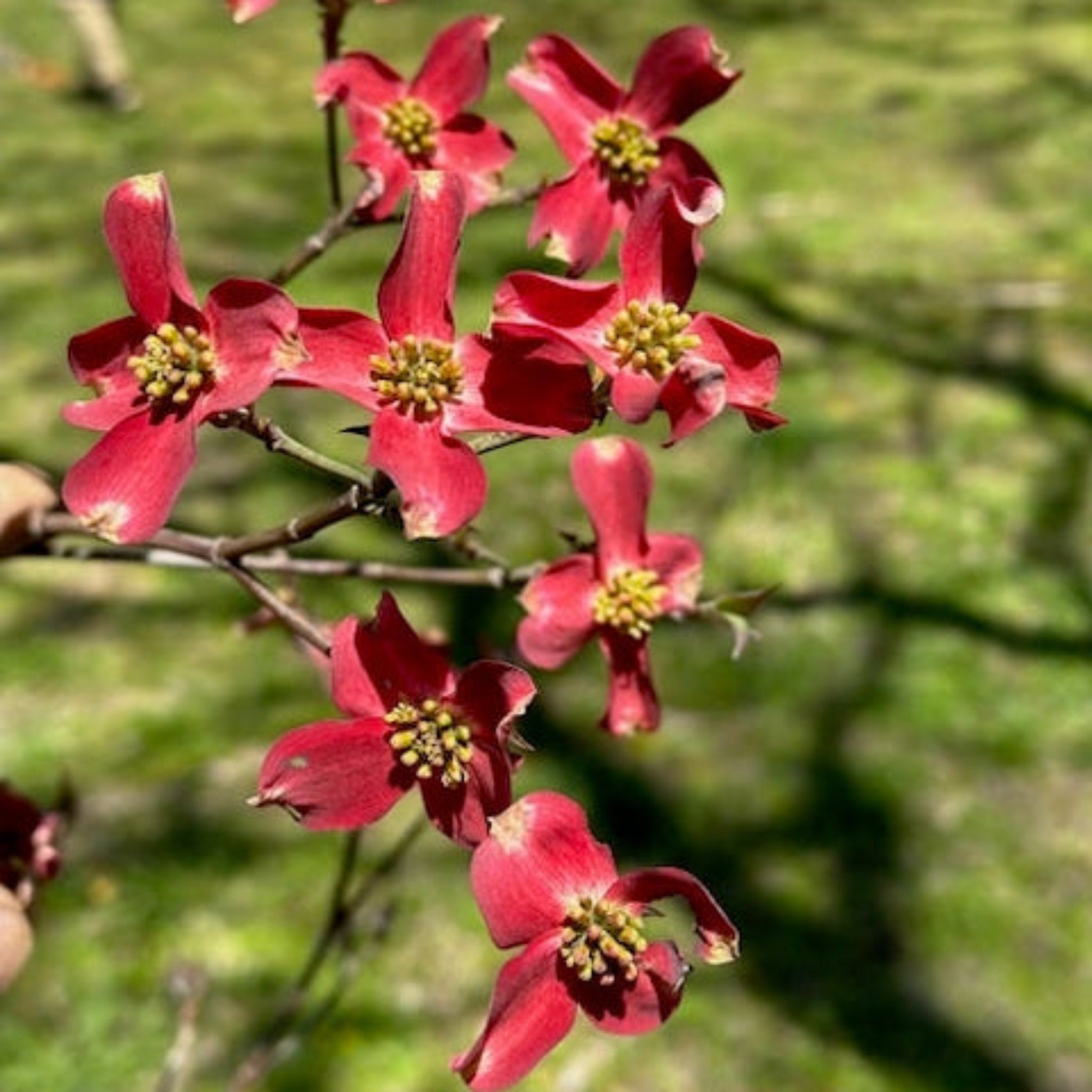 Ragin' Red™ Dogwood