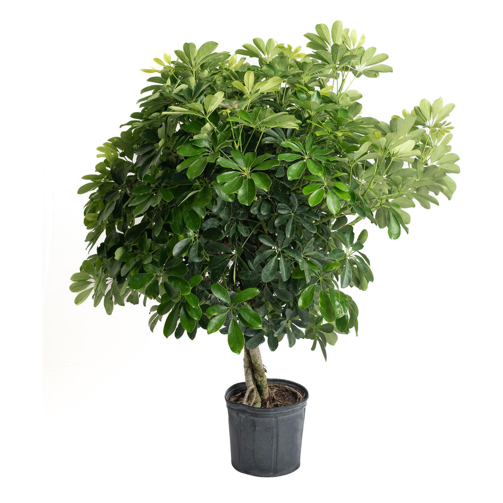 Schefflera (Umbrella Plant)