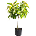 Ficus Altissima