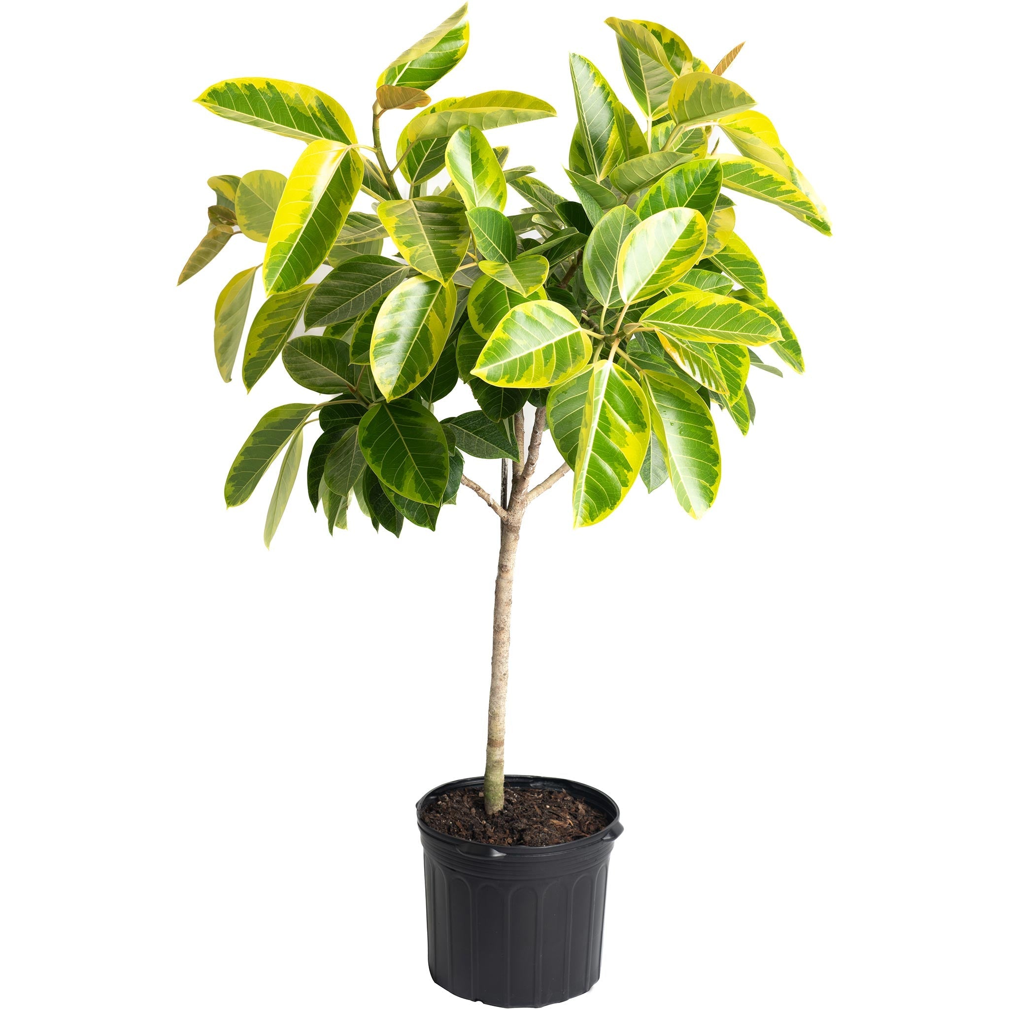 Ficus Altissima