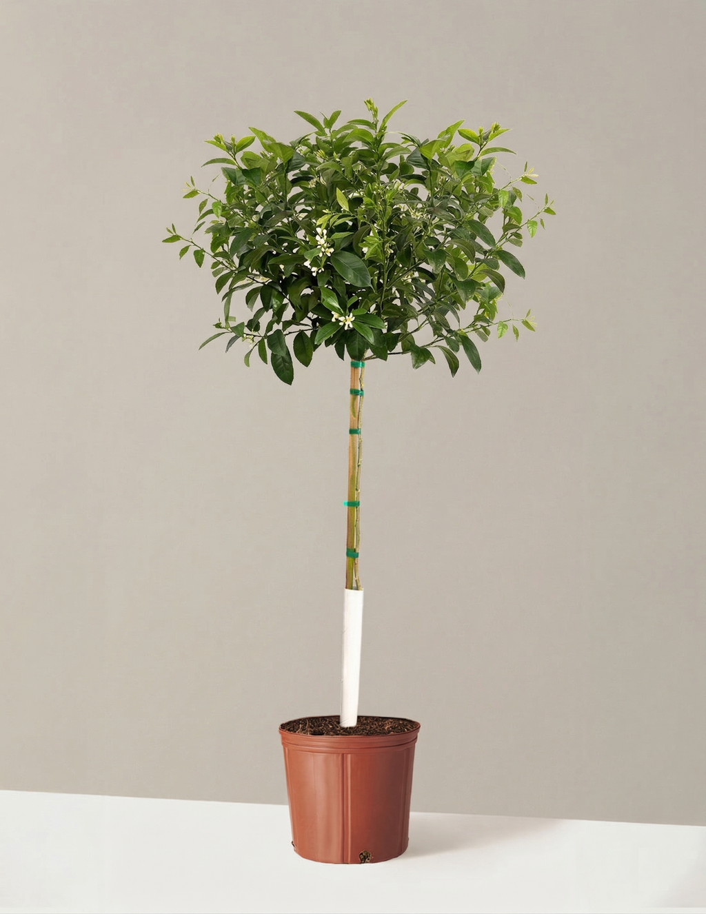 Improved Meyer Lemon Tree