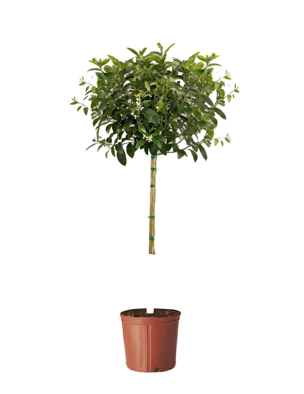 Improved Meyer Lemon Tree