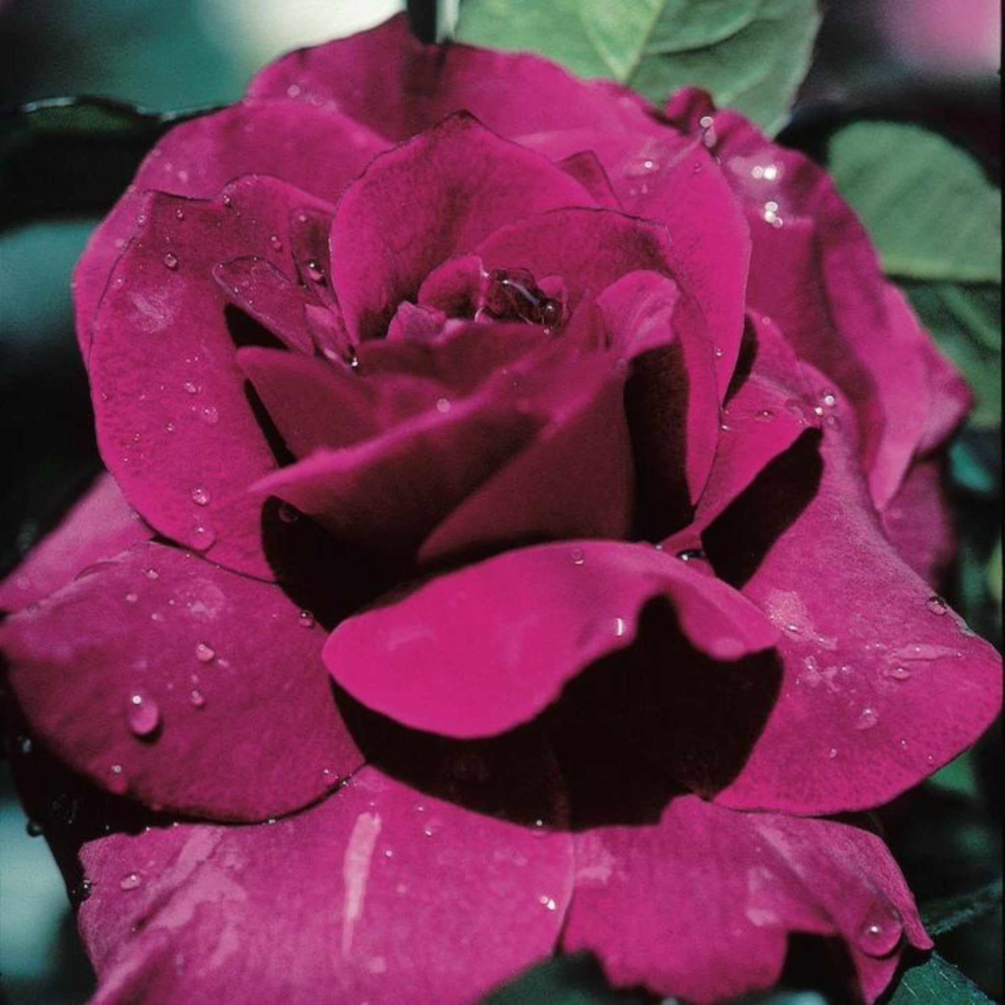 Intrigue Rose