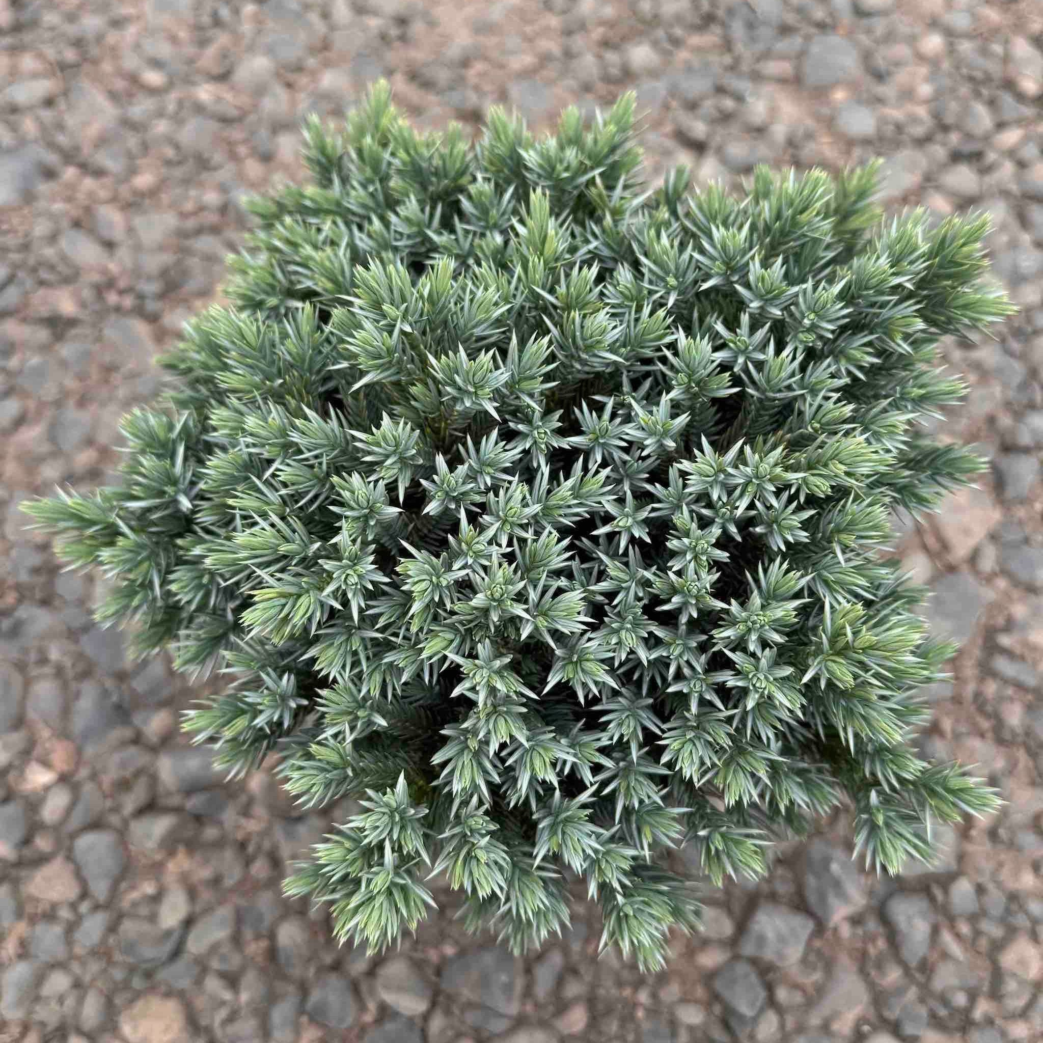 Blue Star Juniper