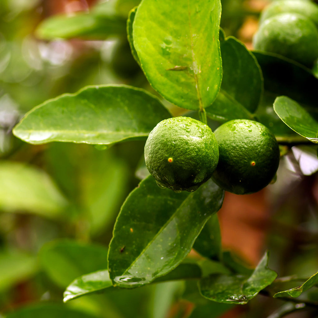 Key Lime Tree (FL)