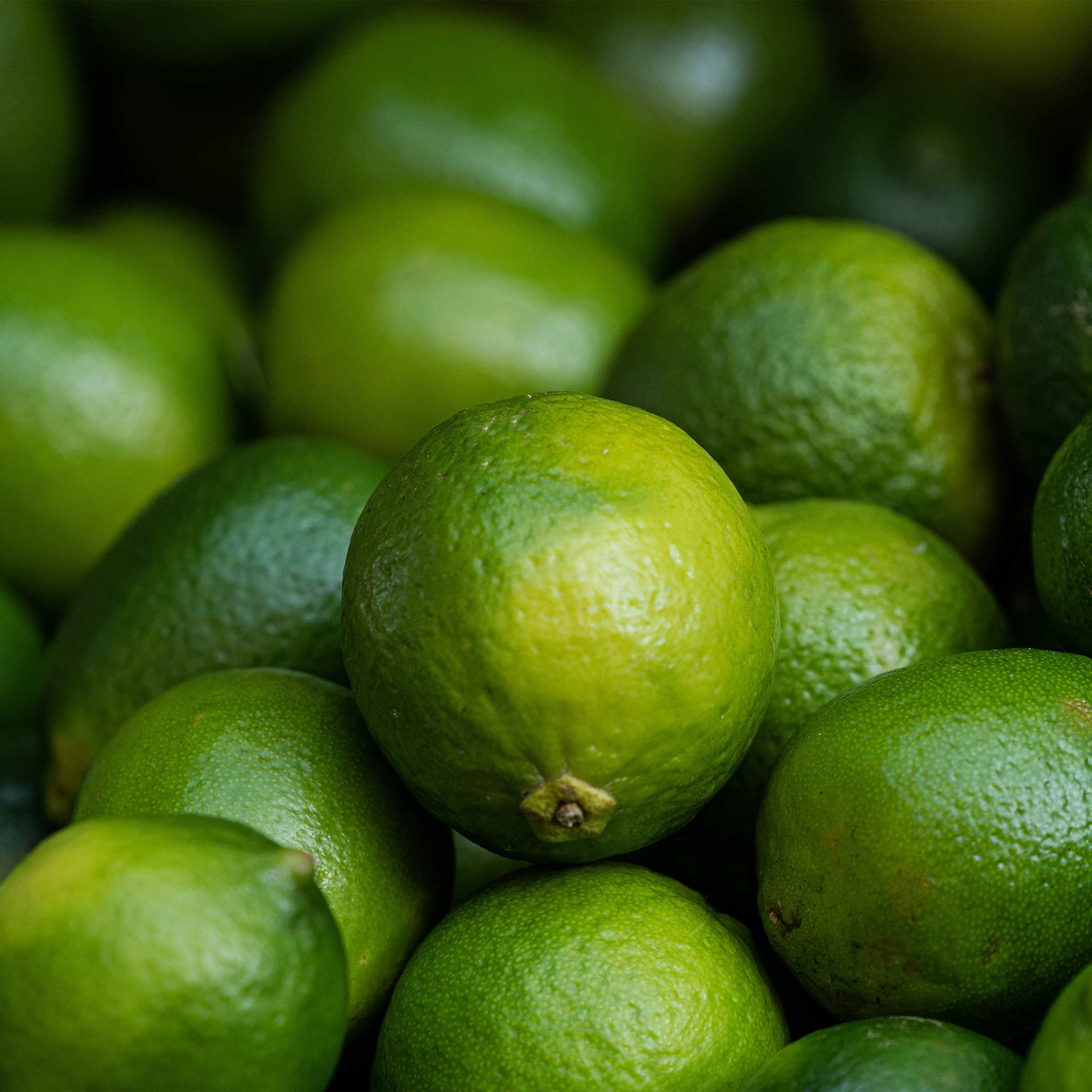 Key Lime Tree (CA)