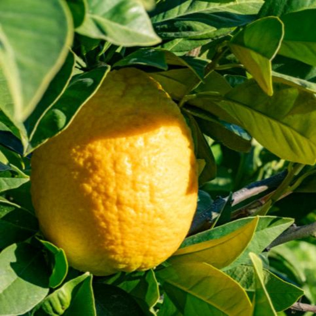 Citronnier de Lisbonne