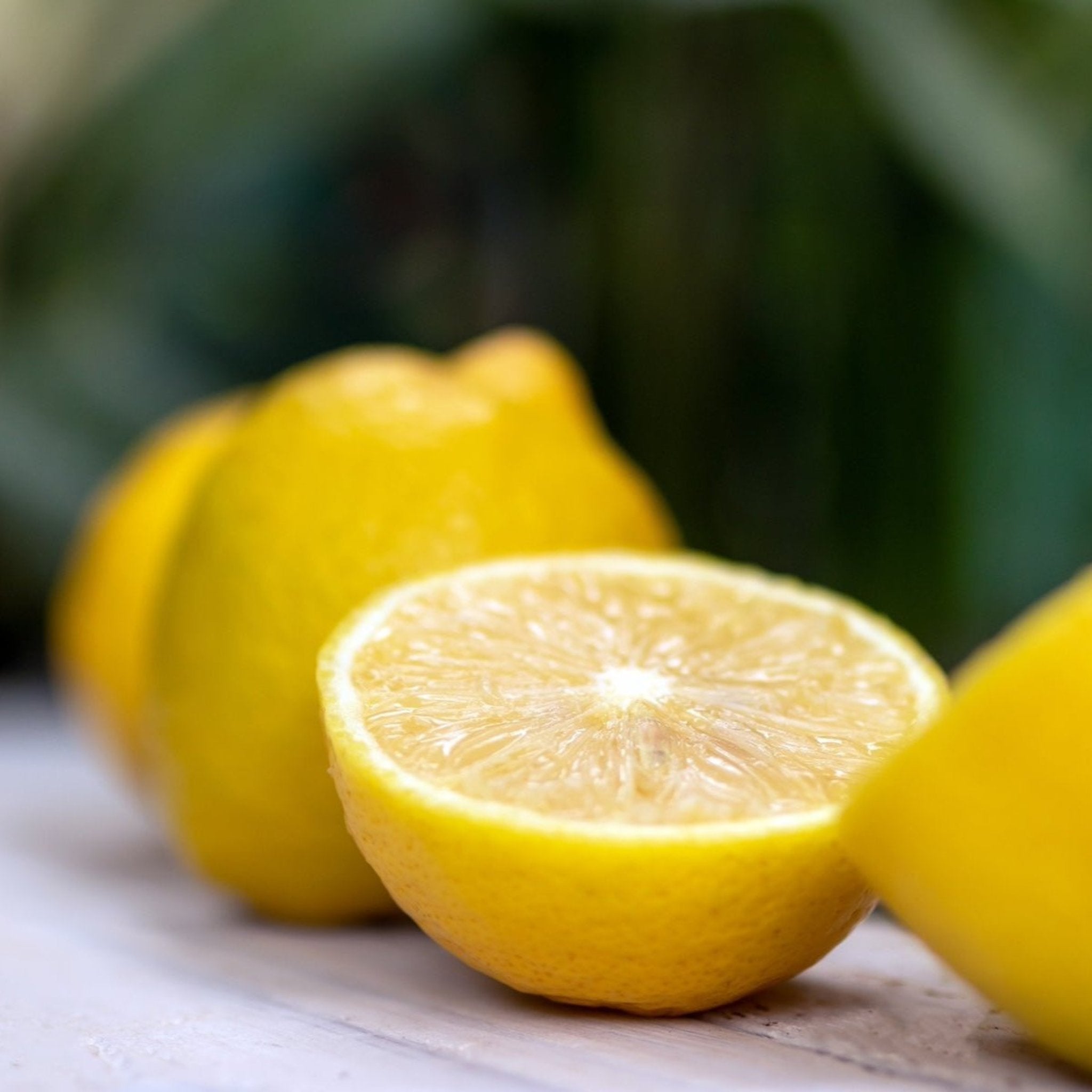 Citronnier de Lisbonne