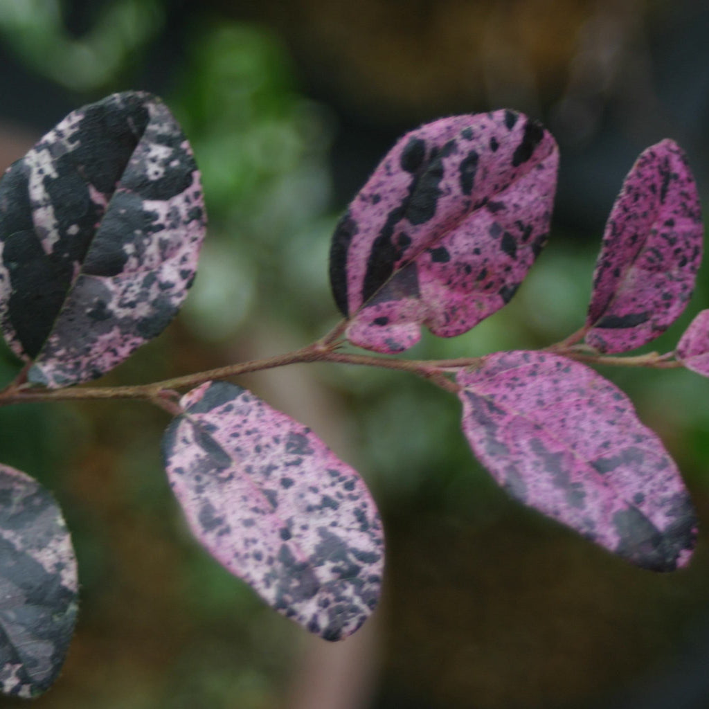 Jazz Hands Variegated® Loropetalum