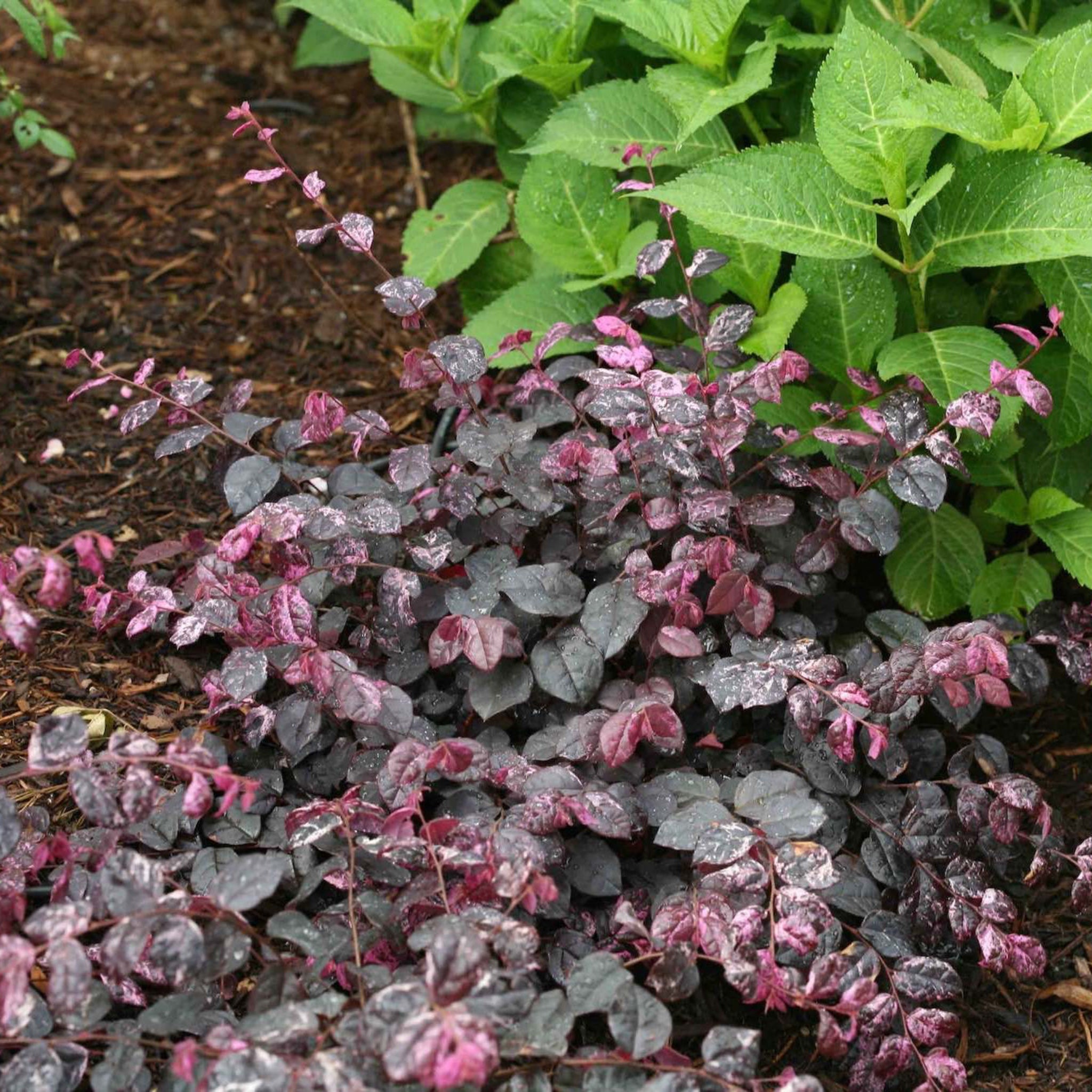 Jazz Hands Variegated® Loropetalum