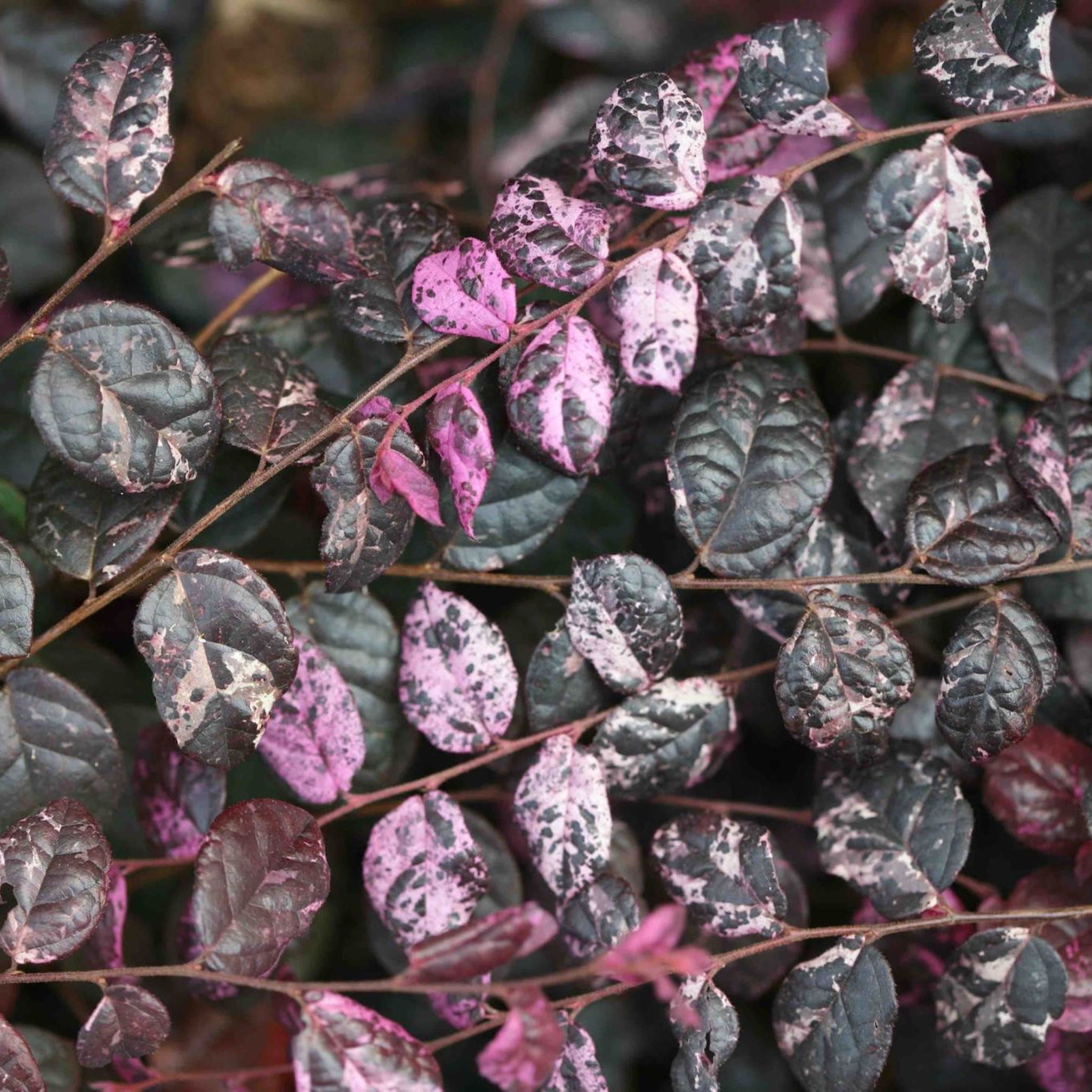 Jazz Hands Variegated® Loropetalum