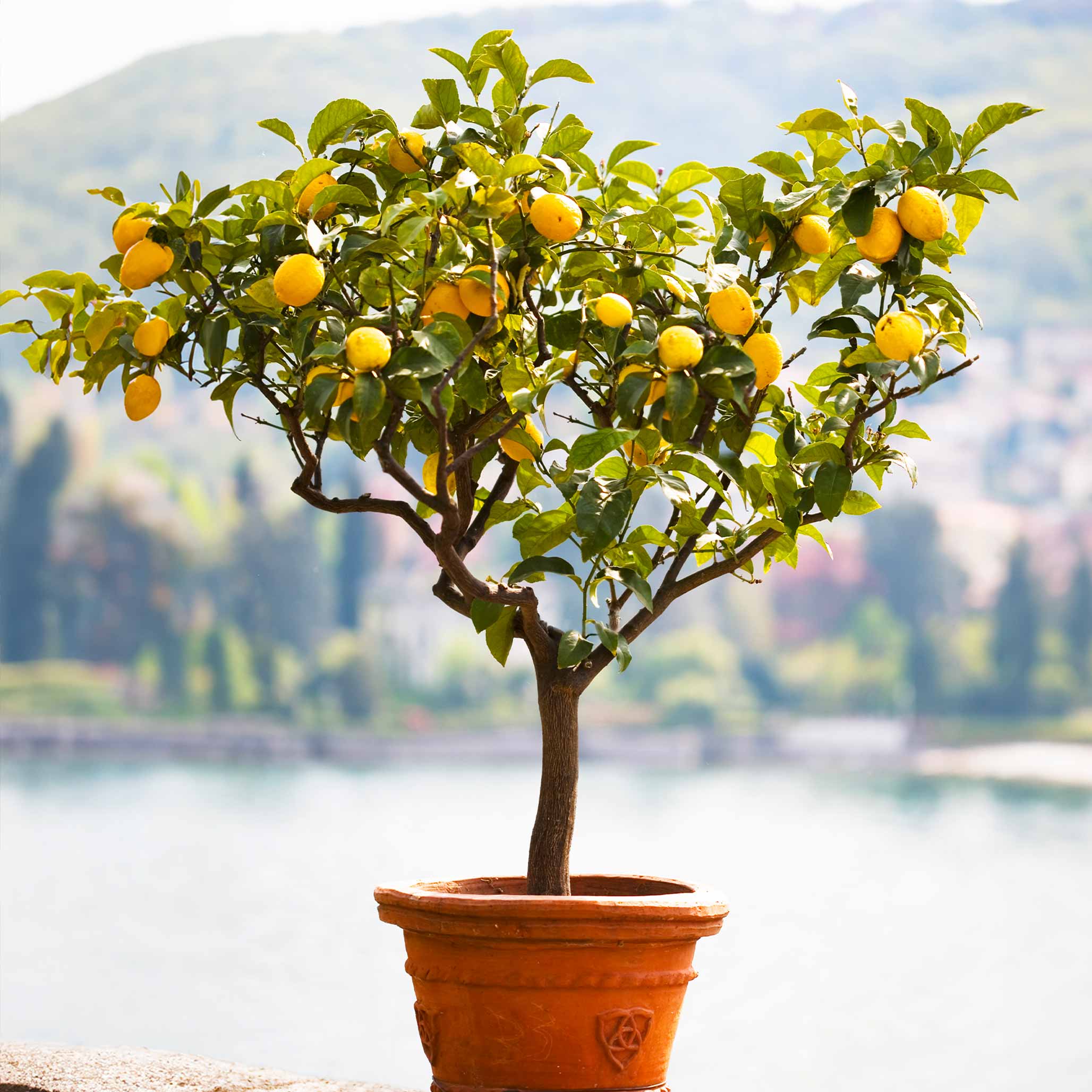 Improved Meyer Lemon Tree (CA)