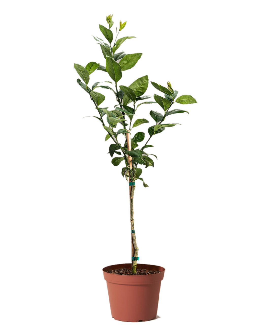 Improved Meyer Lemon Tree