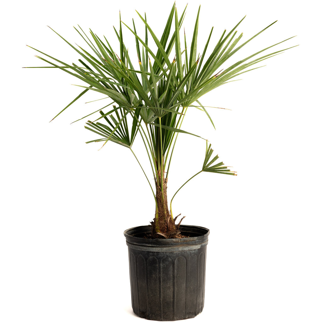 Windmill Palm Tree