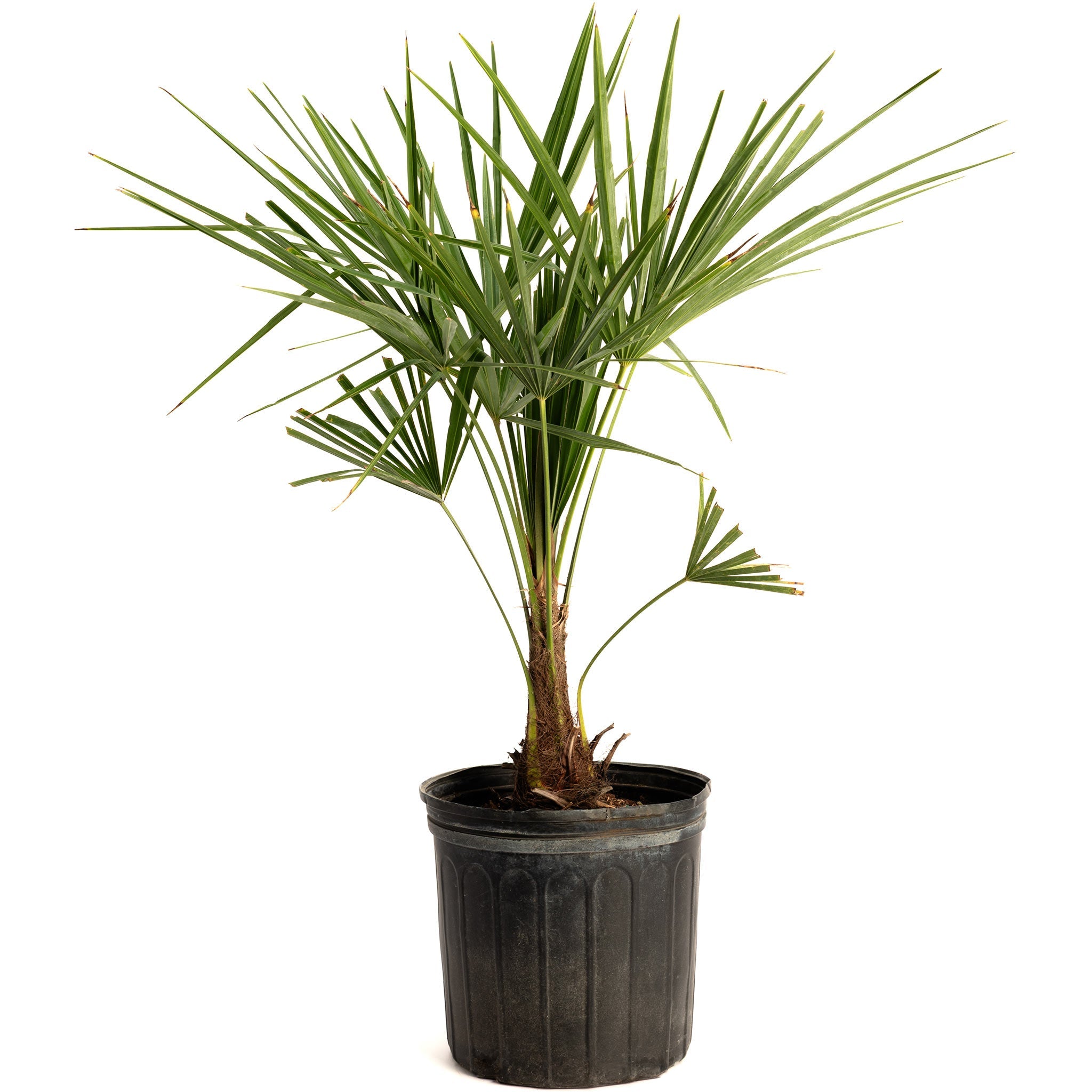 Windmill Palm Tree