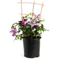 ドクターラッペルクレマチス