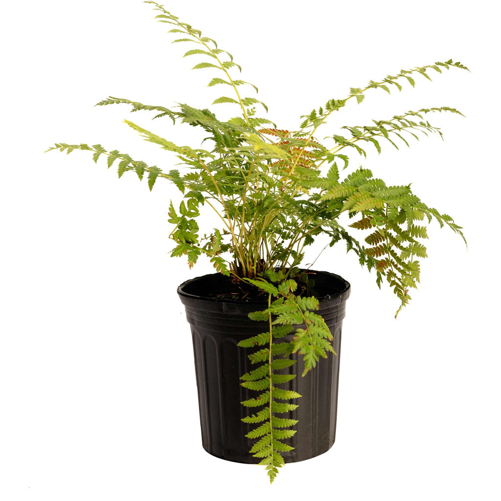 Cinnamon Fern