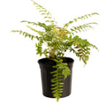 Cinnamon Fern