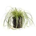 Carex Feather Falls™
