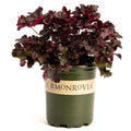 Balboa Sunset® Heuchera