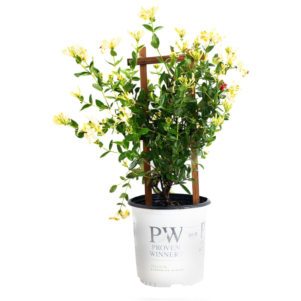 Scentsation Honeysuckle Vine