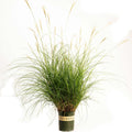 Dwarf Maiden Grass
