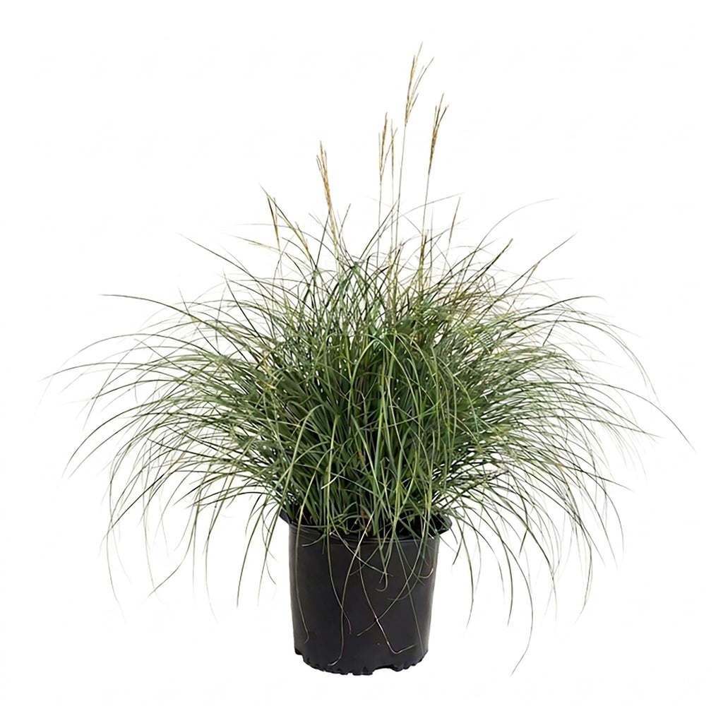 Adagio Maiden Grass