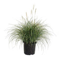 Adagio Maiden Grass