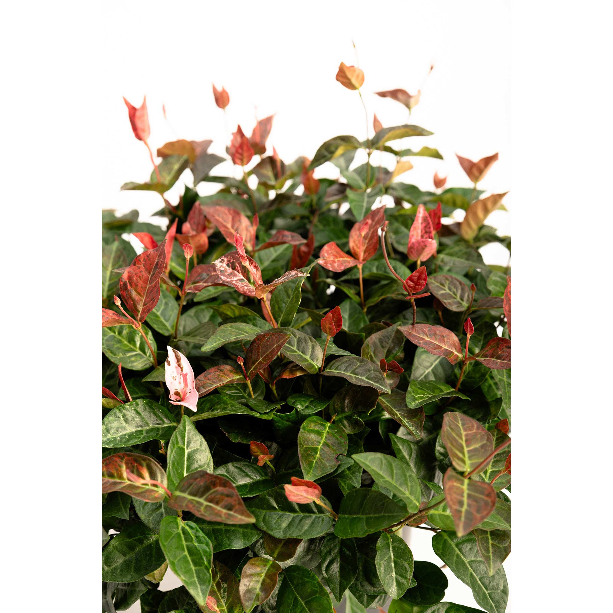 Snow-N-Summer™ Asiatic Jasmine