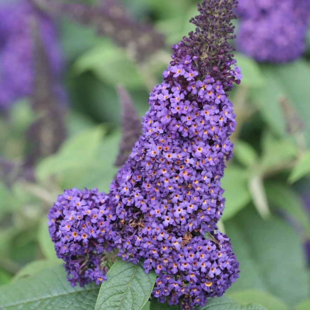 Buddleia 'Pugster Blue®'