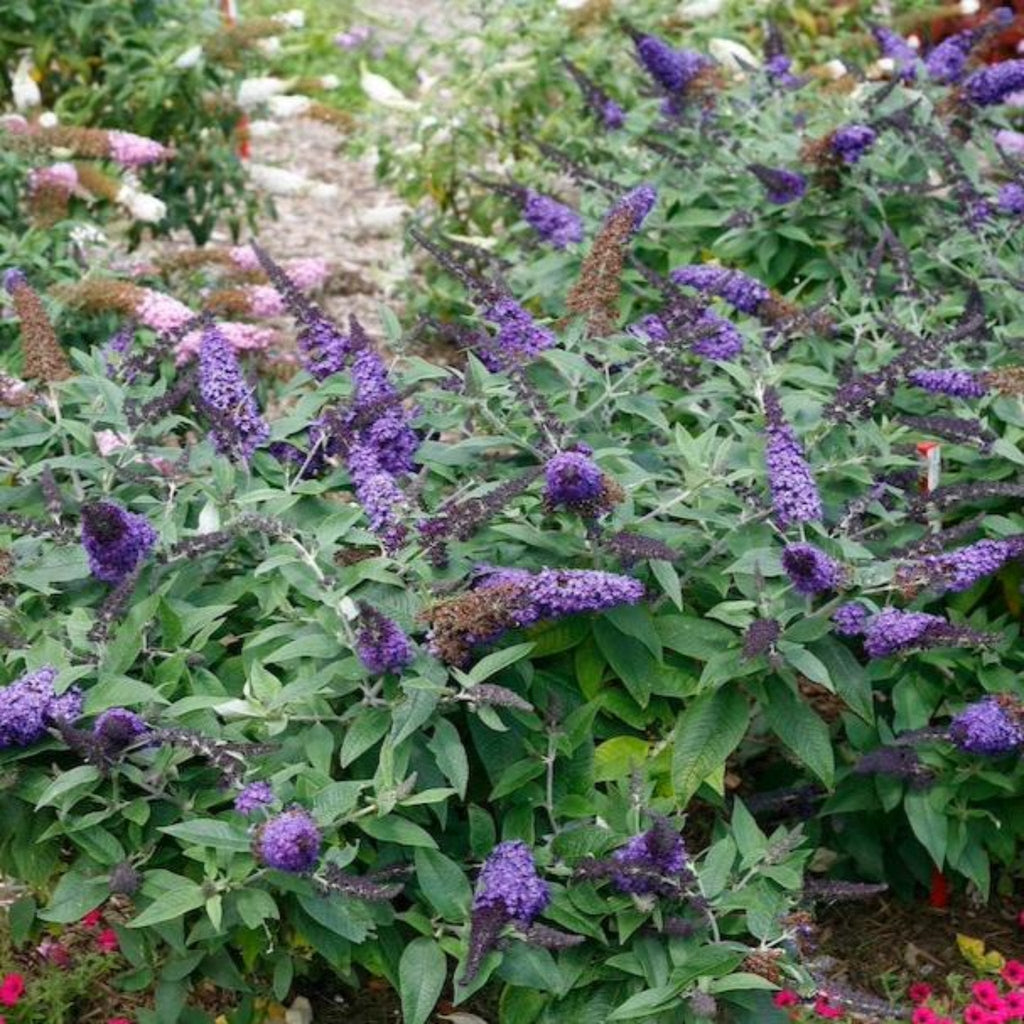 Buddleia 'Pugster Blue®'