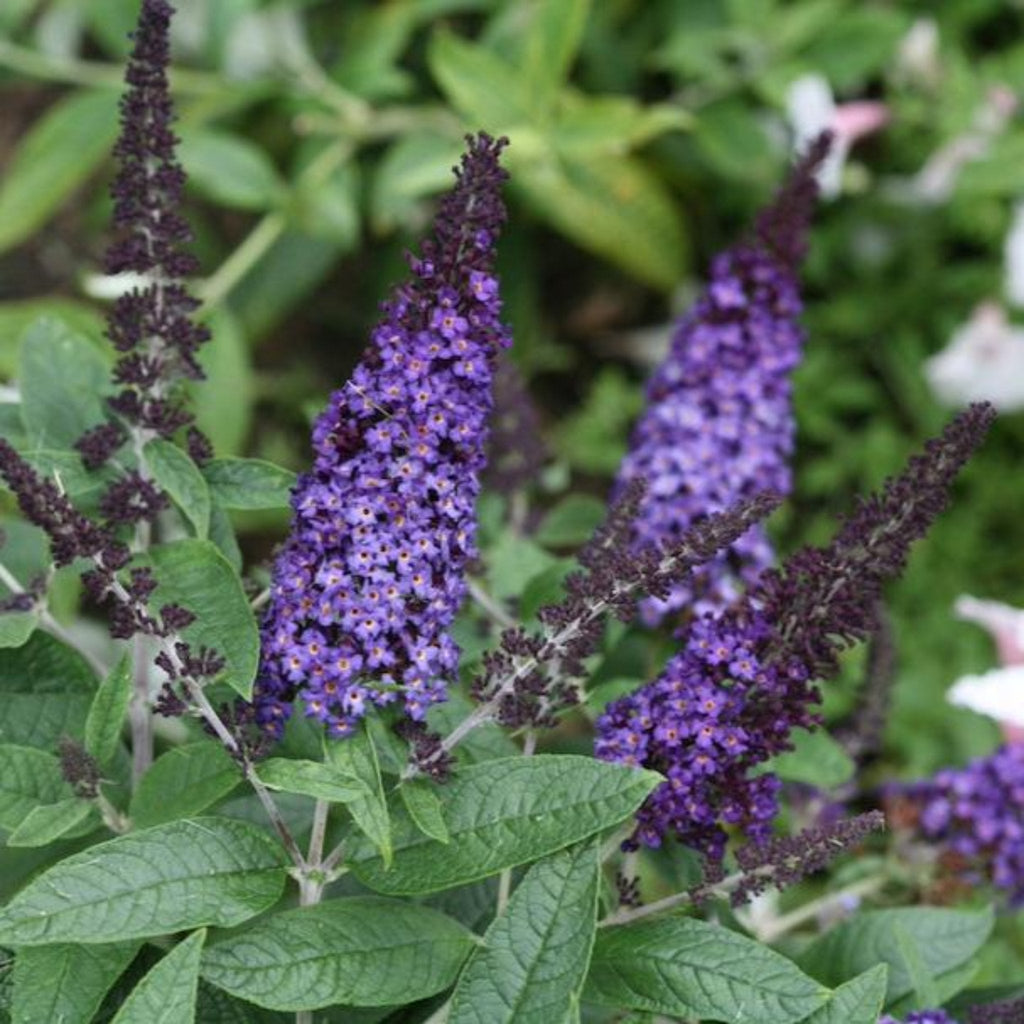 Buddleia 'Pugster Blue®'