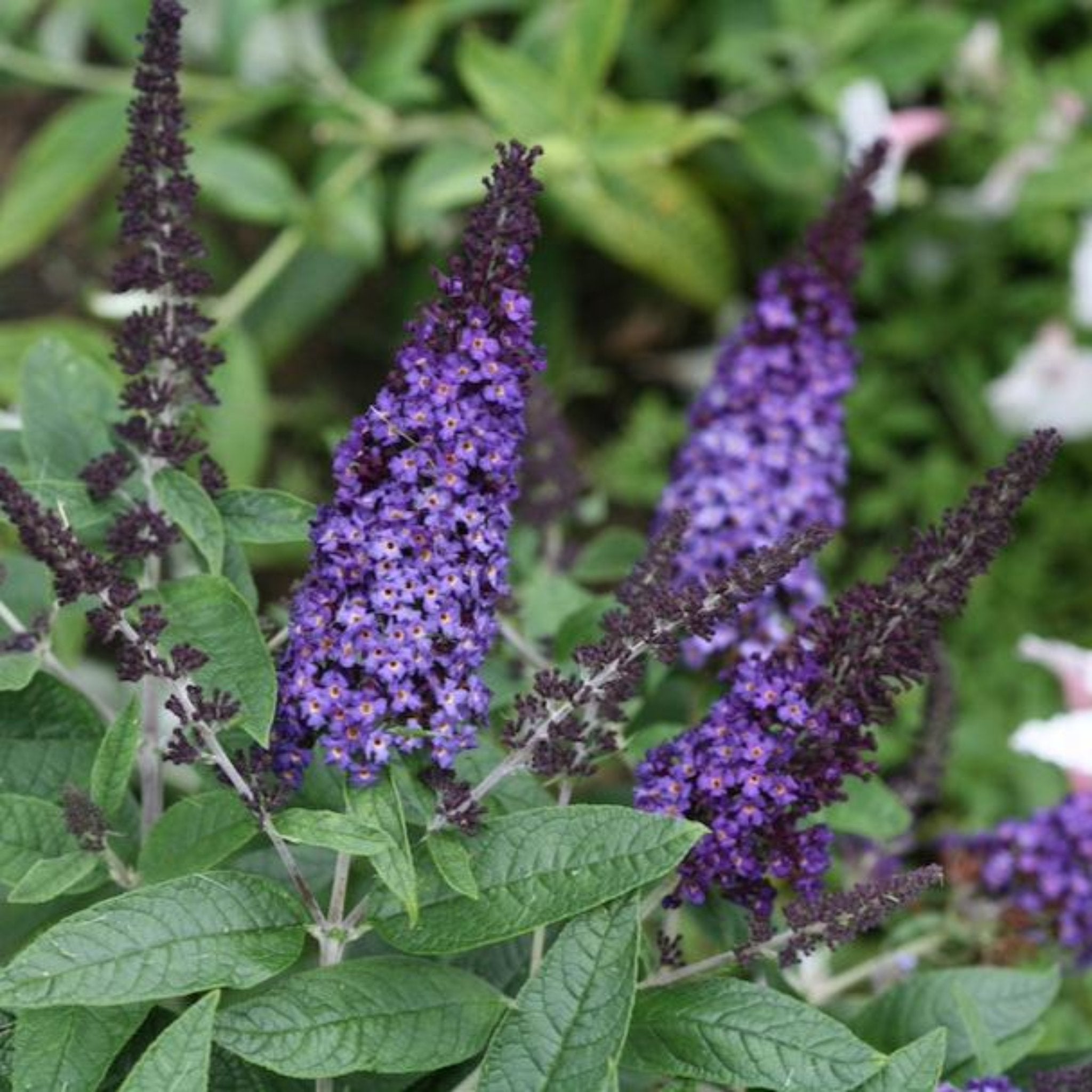 Buddleia 'Pugster Blue®'