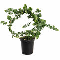 Eucalyptus Wreath