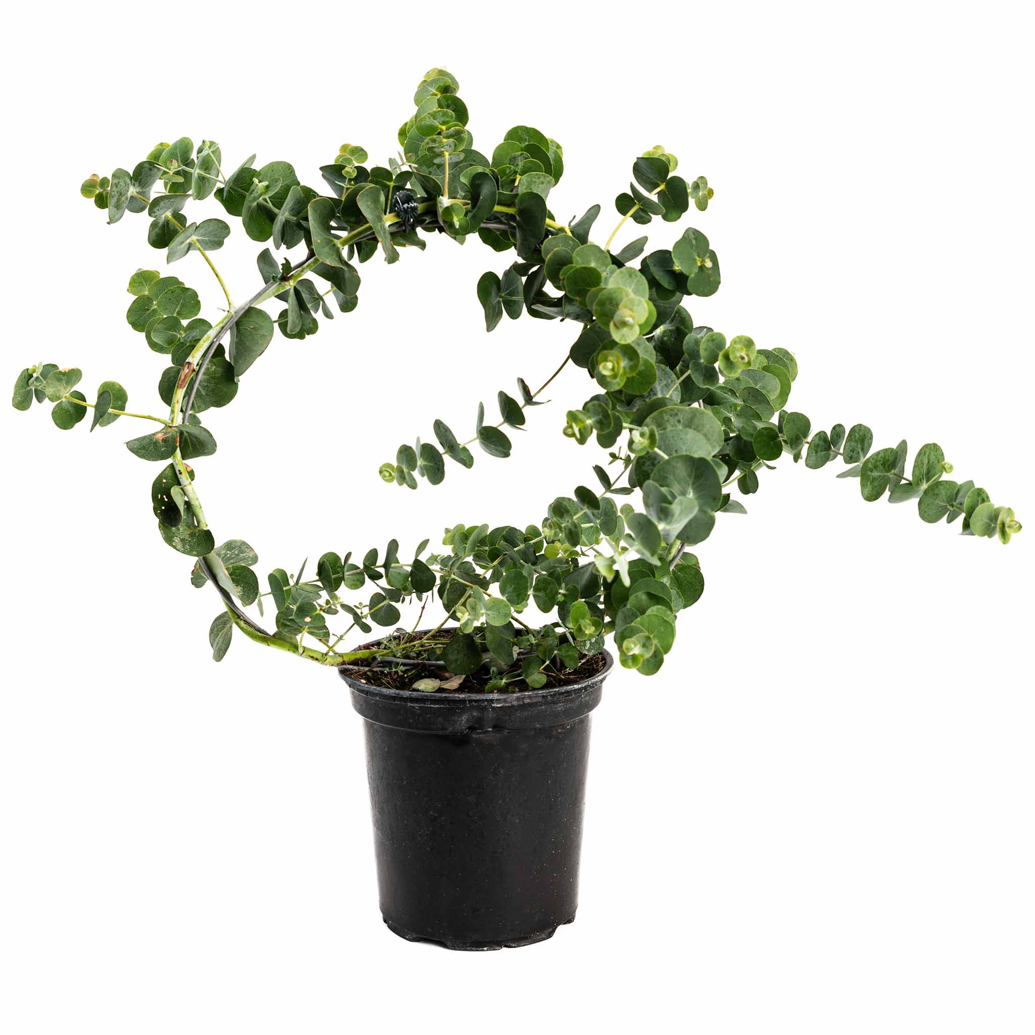 Eucalyptus Wreath