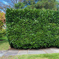 Skip Cherry Laurel