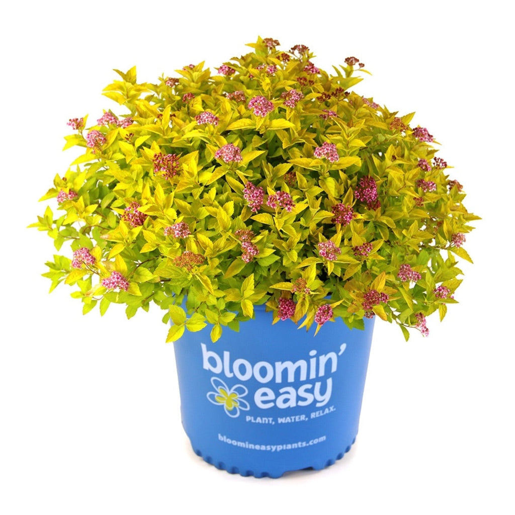 Pineapple Poprocks® Spiraea