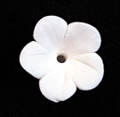 Fleur de Stephanotis - Moyenne 80 ct