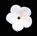 Fleur de Stephanotis - Moyenne 80 ct