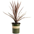 Bauer's Cordyline