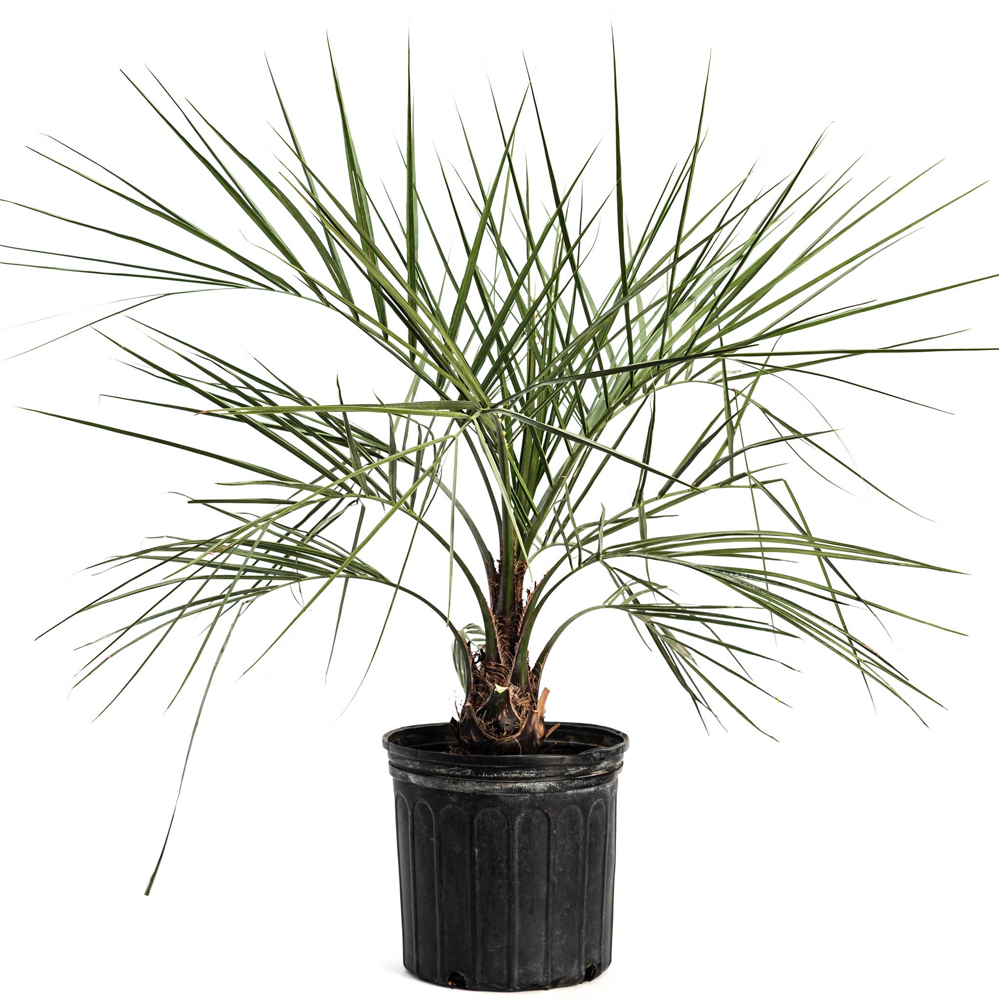 Pindo Palm