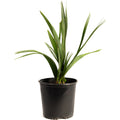 Dwarf Palmetto Tree