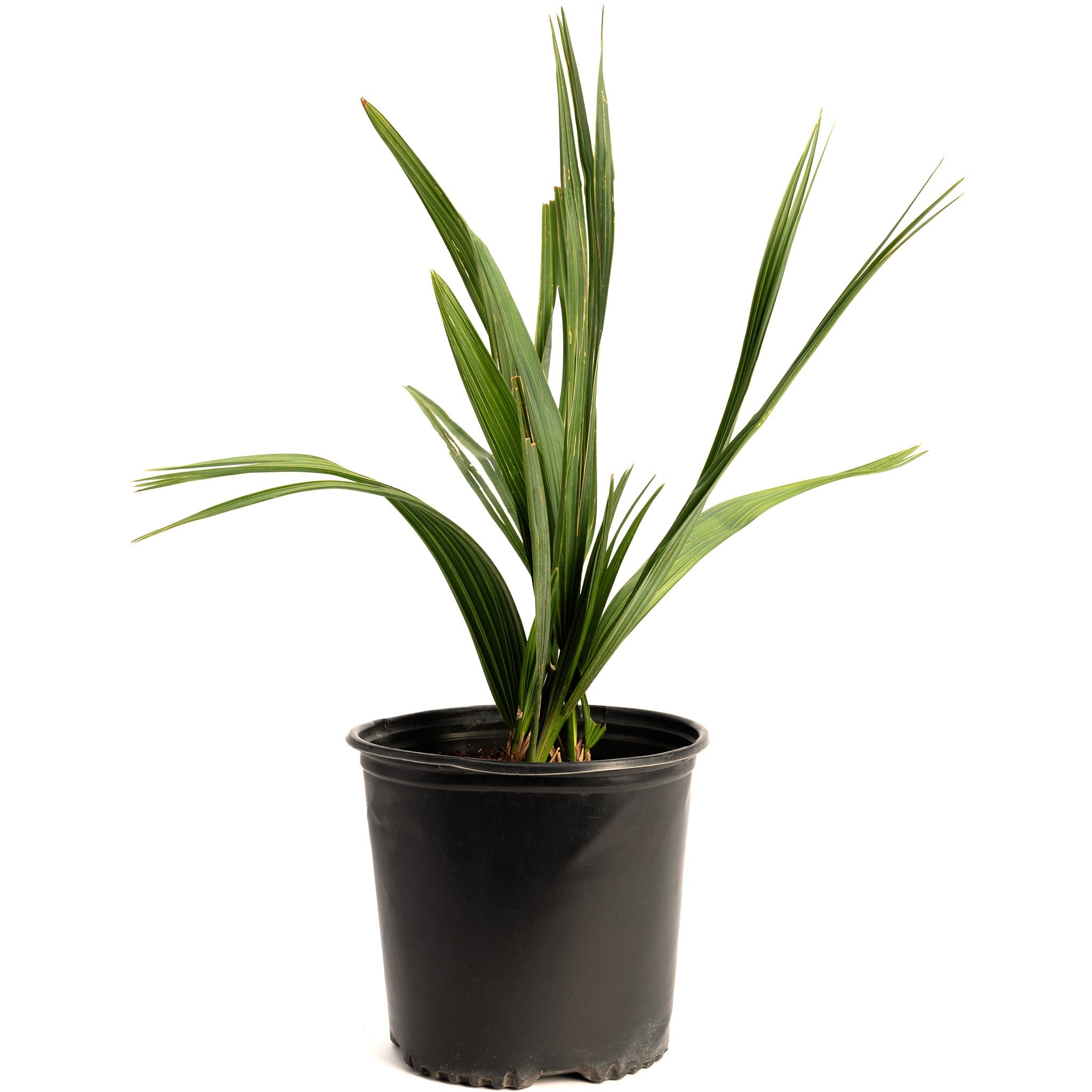 Dwarf Palmetto Tree