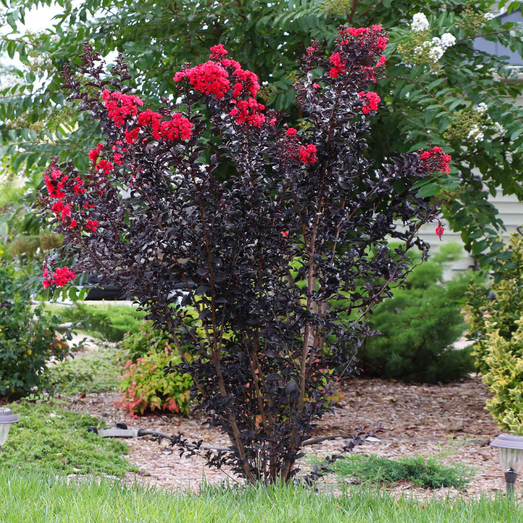 Lilas des Indes Thunderstruck™ Rumblin Red™