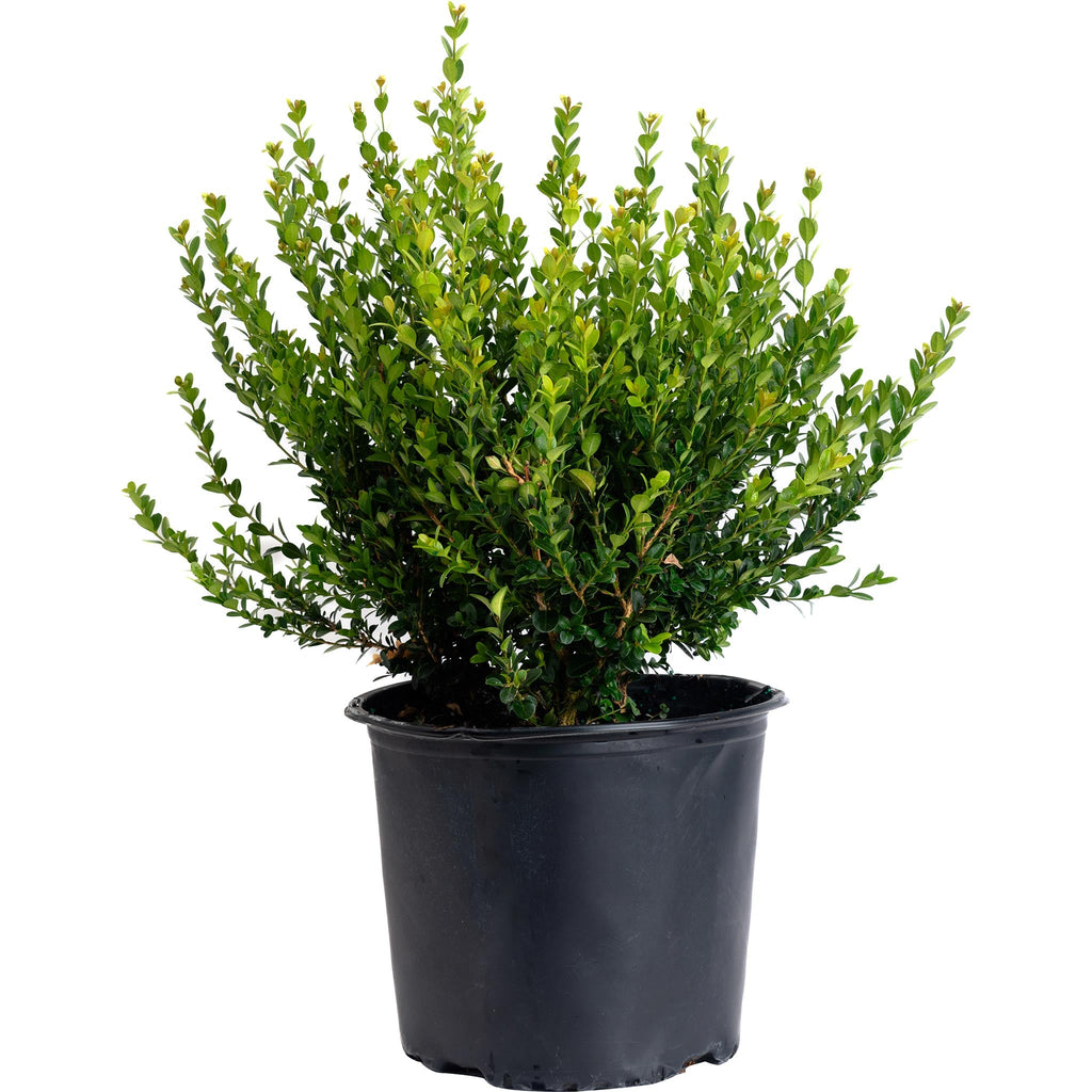 Winter Gem Boxwood