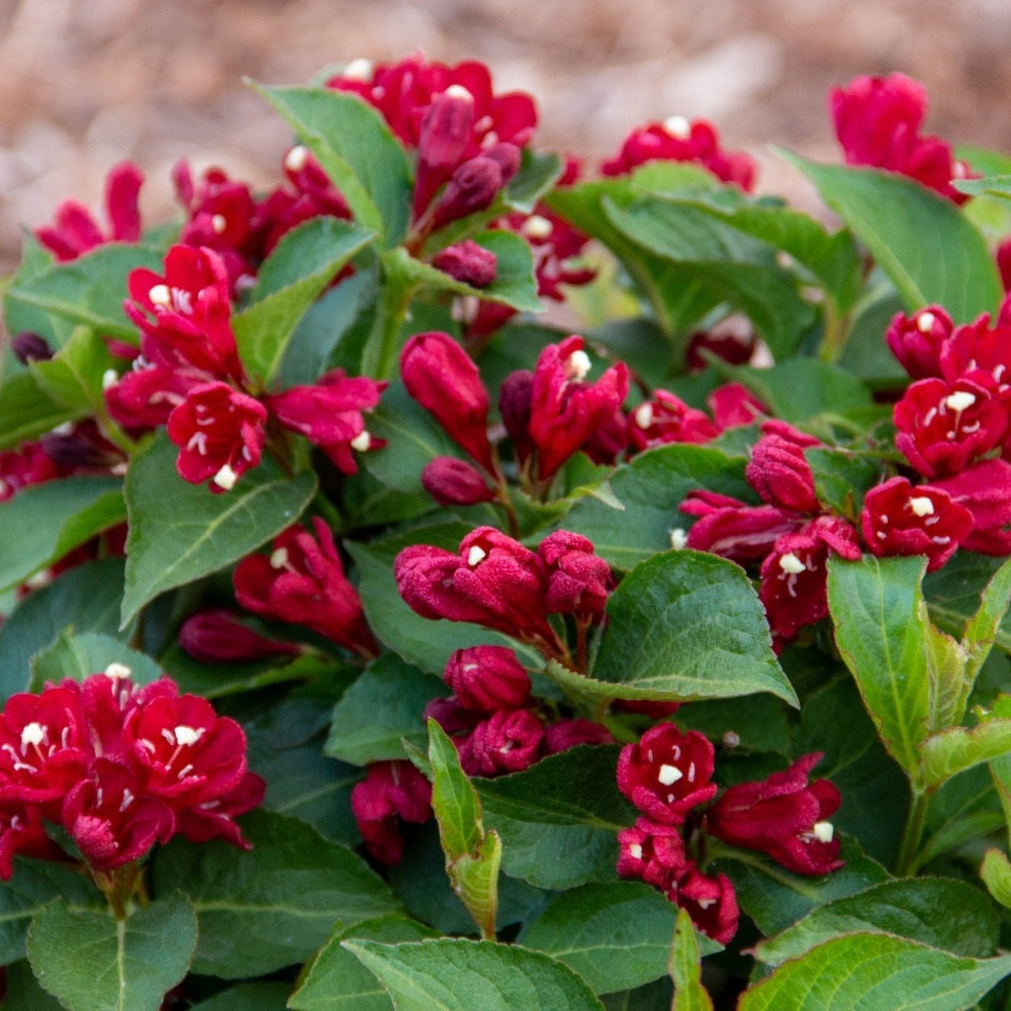 Maroon Swoon® Weigela