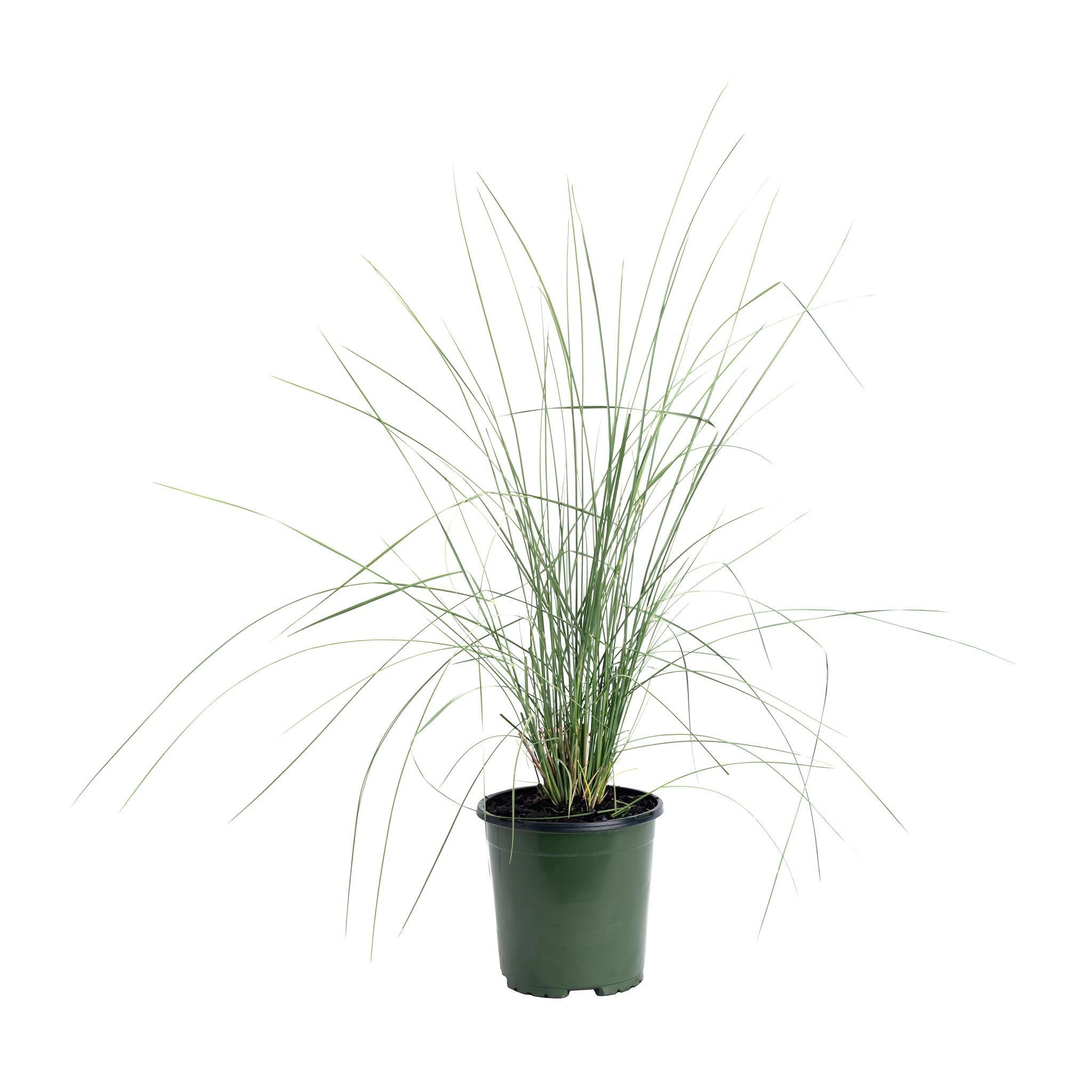 White Cloud Muhly Grass